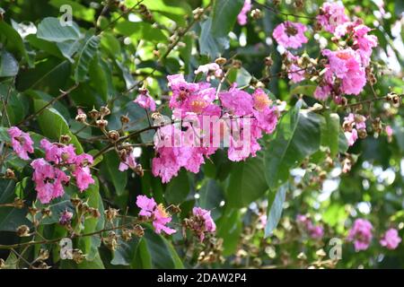 bunch of beautiful pink crape myrtle or Lagerstroemia flower Stock Photo