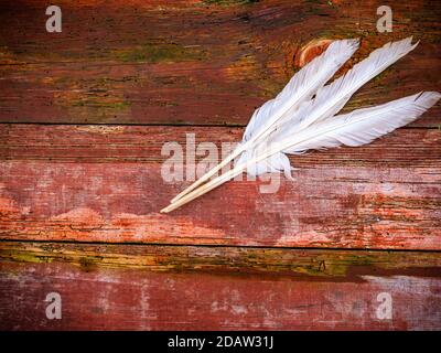 Three white goose feathers on a wooden table. Stock Photo