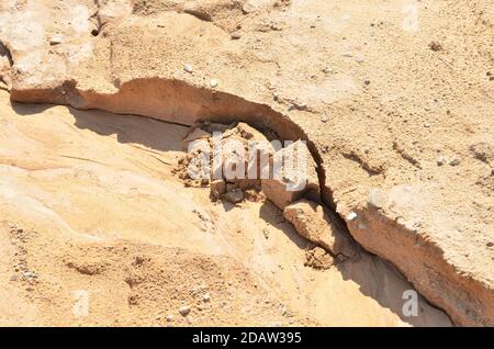 Background of yellow sand with small stones after rain. Soil erosion after heavy rainfall and precipitation. Texture of scattered sand fine gravel Stock Photo