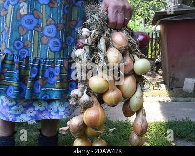 Harvested garlic and onion bulbs tangled in bunch. Rural old woman holding onions in her wrinkled hand. Authentic rustic onion bulbs with dry onion pe Stock Photo