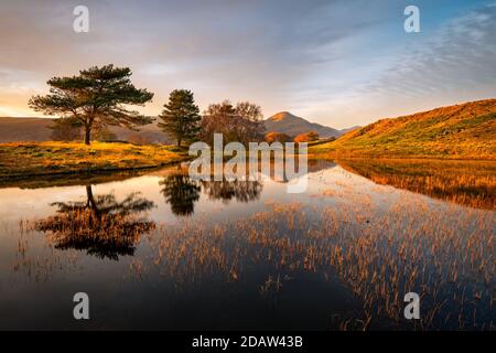 Perfect mirror reflection of trees and mountain in small lake/tarn near Coniston in the Lake District, UK.