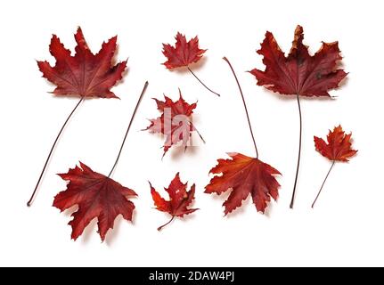 Purple leaves of royal red maple tree leaves or acer platanoides upper side isolated on white background. Set of autumn leaves as a design element. Stock Photo