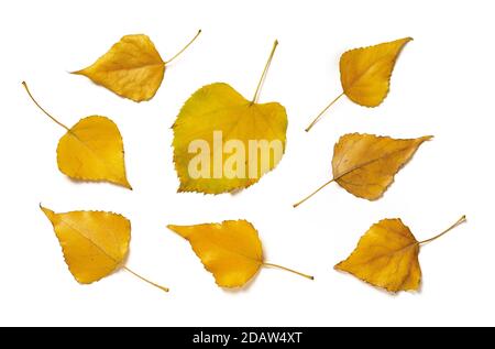 Set of yellow aspen leaves and linden one isolated on white background. Autumn leaves as a seasonal design element. Top view. Stock Photo
