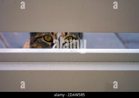 Calico cat with orange eyes peering through gate, La Mata, Torrevieja, Costa Blanca, Alicante, Spain Stock Photo