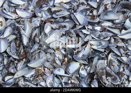 Mussel shells on the sandy beach by the Atlantic coast. Remains after the flood. Yzerfontain, South Africa, Africa. Stock Photo
