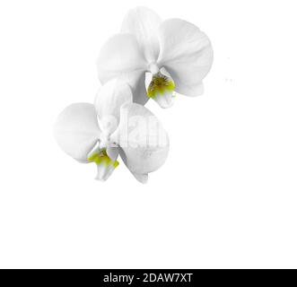 Two head of white orchid with petals isolated on white background Stock Photo