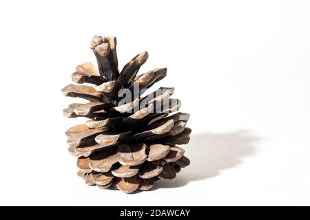 One conifer cone on white background, selective focus. Stock Photo