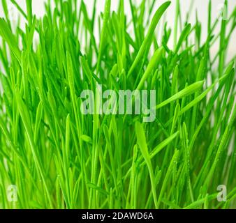 Green grass close-up on a light background. Stock Photo