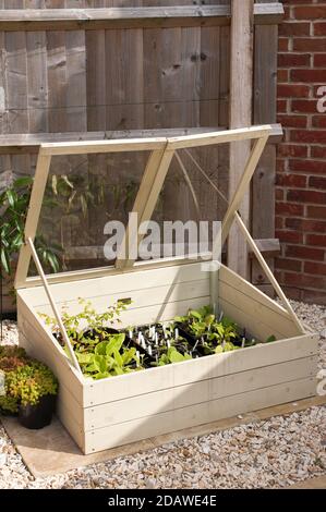 Tender plants in a garden cold frame Stock Photo