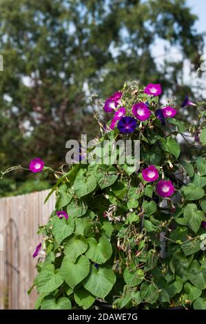 party dress morning glory Ipomoea purpurea 'Grandpa Otts' (purple) and 'Party Dress', Morning Glory  growing together Stock Photo