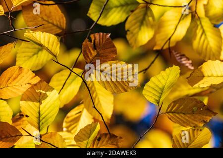 Leaves of an autumnal beech tree, Fagus sylvatica, in a forest Stock Photo