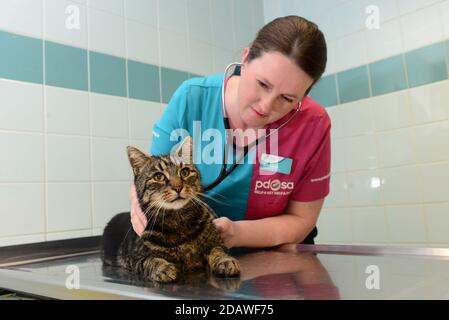 Veterinary nurse examining a pet cat Stock Photo