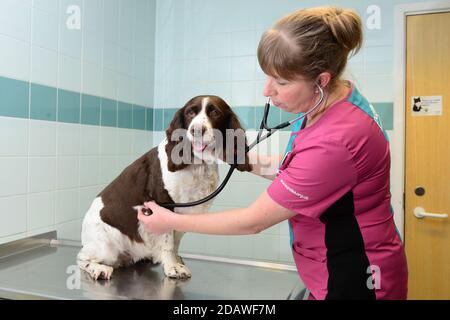 Veterinary nurse examining a spaniel dog Stock Photo
