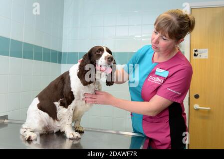 Veterinary nurse examining a spaniel dog Stock Photo