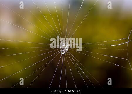 Wet spiderweb with some water drops after rain Stock Photo