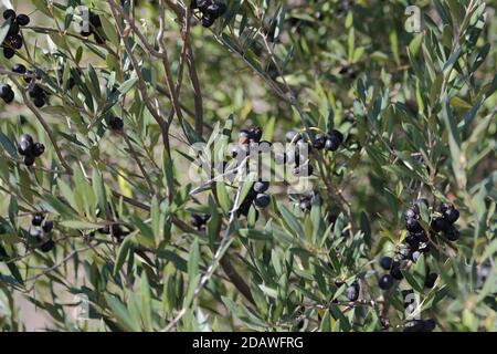 Acebuche, wild olive tree (Olea europaea var. sylvestris). Guadlahorce nature reserve, Málaga, Andalusia, Spain. Stock Photo