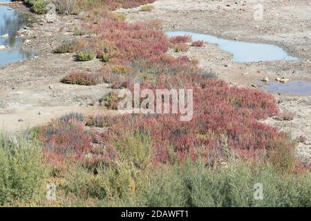 Glasswort (Salicornia europaea) in autumn colours, Guadalhorce nature reserve, Málaga, Andalusia, Spain. Stock Photo