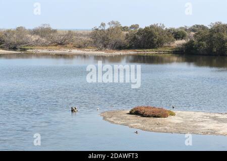 Laguna grande - Big lagoon at Gudalhorce nature reserve, Málaga, Andalusia, Spain. Stock Photo