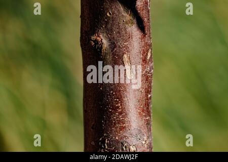 A young red-brown tree trunk with a diameter of about 8 centimeters Stock Photo
