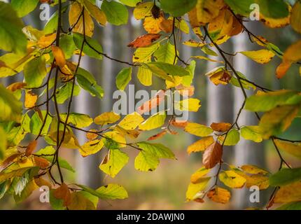 Sunrise at Strensall Common Nature Reserve, York, North Yorkshire, UK. Stock Photo