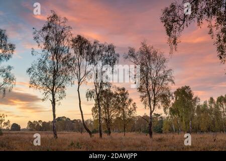 Sunrise at Strensall Common Nature Reserve, York, North Yorkshire, UK. Stock Photo