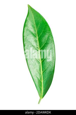 Citrus leaf isolated on a white background. Orange fruit leaf macro. Stock Photo