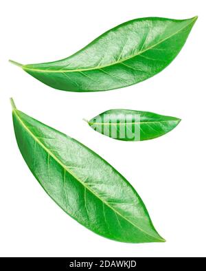 Flying Citrus leaves isolated on a white background. Orange fruit leaf Stock Photo