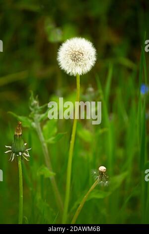 WA18079-00...WASHINGTON - Dandelions in various stages of going to seed. Stock Photo