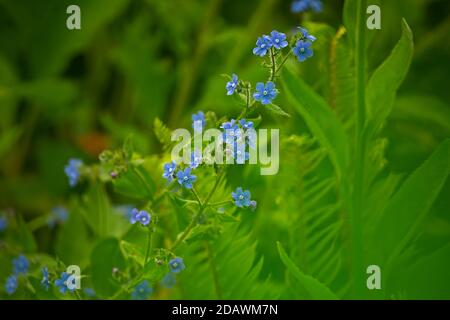 WA18081-00...WASHINGTON - Forget Me Nots blooming among the Sword ferns and Fox Gloves. Stock Photo