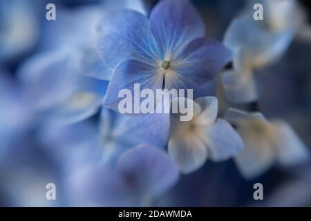 WA18095-00...WASHINGTON - Flowerets of a blue hydrangea. Stock Photo