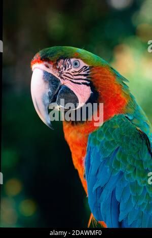 Portrait of Red-and-Green Macaw, Ara chloroptera, aka Green-Winged Macaw or Ara Parrot Stock Photo