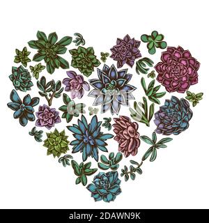 Heart floral design with colored succulent echeveria, succulent echeveria, succulent Stock Vector
