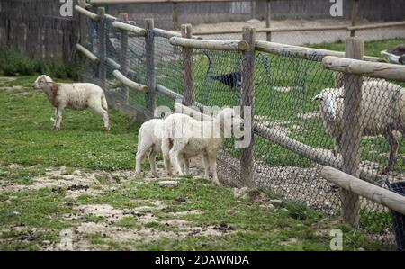 Sheep locked in farm, meat animal industry Stock Photo