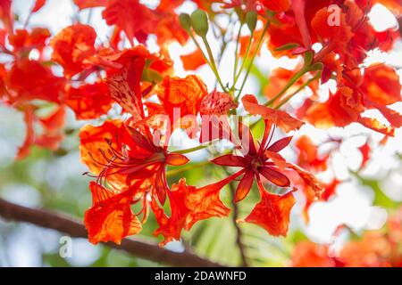 Beautiful Peacock Flower on bokeh background Stock Photo