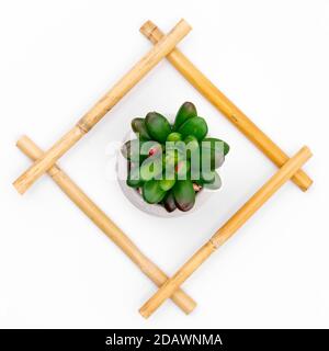 Green succulent in bamboo frame on white studio background Stock Photo
