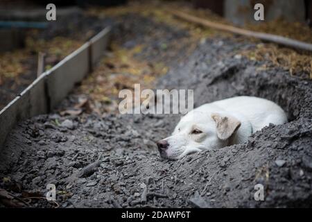 White dog lying in the hole Stock Photo
