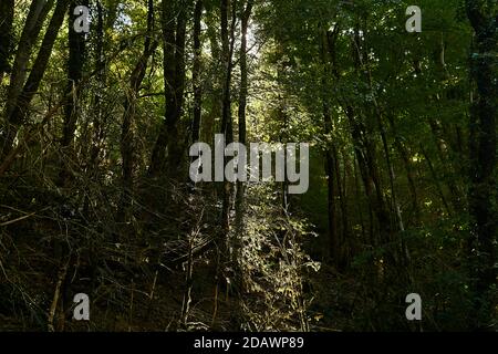 sun rays make their way through a thickets of moss-covered tree trunks in the temperate rainforest Stock Photo