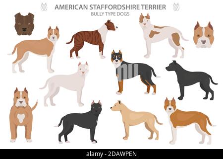 Pit bull type dogs. American staffordshire terrier. Different variaties of coat color bully dogs set.  Vector illustration Stock Vector