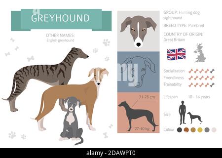 English greyhound dogs in different poses. Greyhounds characters set.  Vector illustration Stock Vector