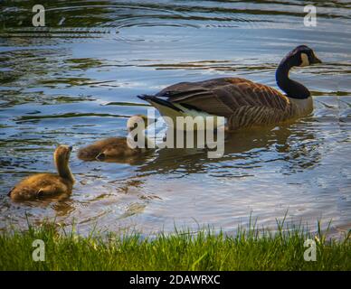 Canadian Goose with her baby goslings taking a swim in the pond Stock Photo