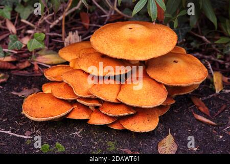 Bright orange Jack O'Lantern Mushroom cluster Omphalotus illudens or toadstool growing in UK Stock Photo