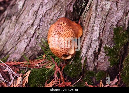 Young Polyporus squamosus Dryad's Saddle fungus, fungi, mushroom or toadstool growing on tree bark, UK Stock Photo