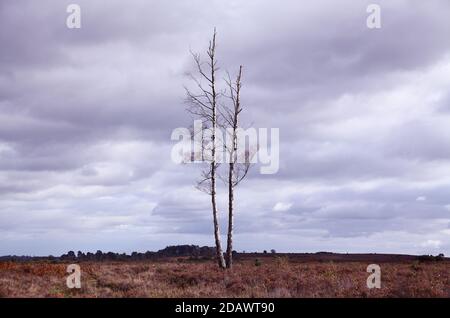 Single, solitary multi stem Himalayan white silver birch tree growing in the New Forest Stock Photo