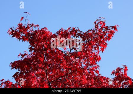 Red leaves on blue sky. Acer palmatum Shin Deshojo Japanese Maple tree in autumn. Stock Photo