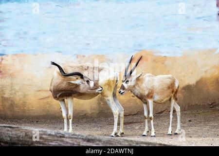 Side view of two Addax, also known as the white antelope and the screwhorn antelope, Addax nasomaculatus Stock Photo