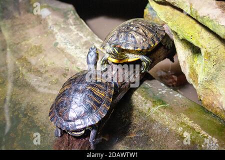 View of two pancake tortoise standing on a branch, Malacochersus tornieri Stock Photo
