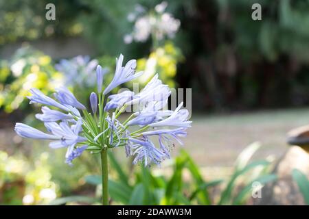 Flowers in the foreground, blooming summer outdoors Stock Photo
