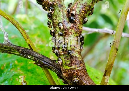 Many young bezara viridula stink bugs are crawling on the bark of a pigeon peas tree trunk. Stock Photo