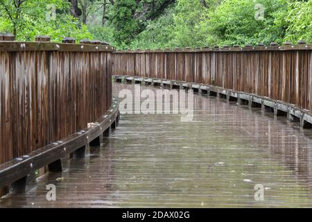 Raindrops falling on long and empty boardwalk path through the forest park in the morning rain Stock Photo