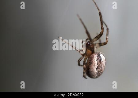 Orb Spider (Larinioides Cornutus) on web Stock Photo